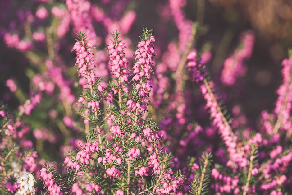 Close-up of pink heather flowers with small, bell-shaped blossoms blooming along slender, green stems; the flowers are densely clustered and display a gradient of pink shades. The textured leaves are 