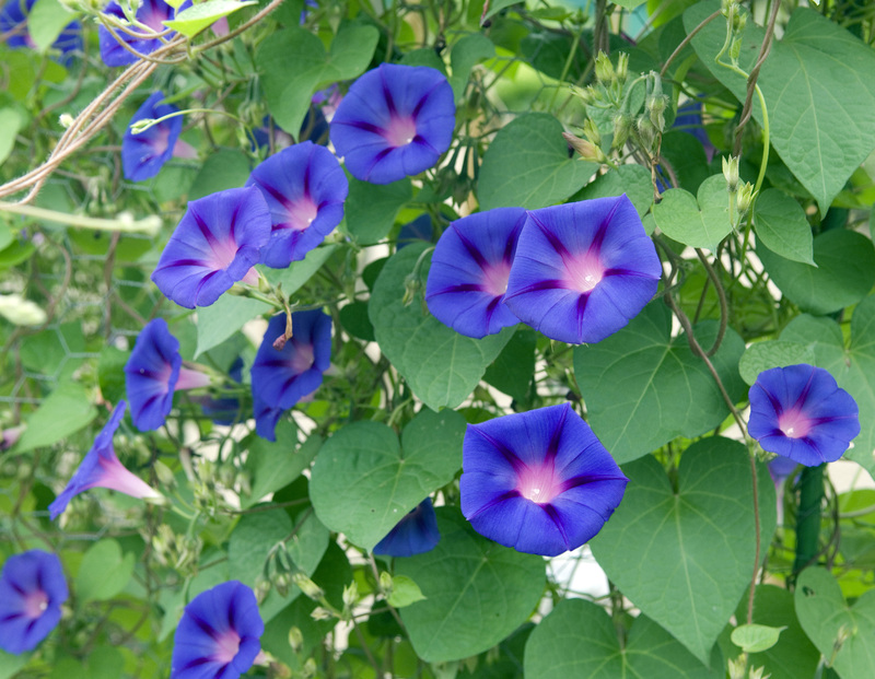 garden property